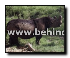 sumatran_rhino2